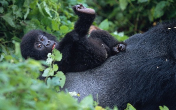 Virunga National Park