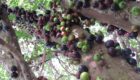 Jaboticaba fruit and tree
