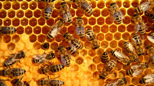 Benefits of honey