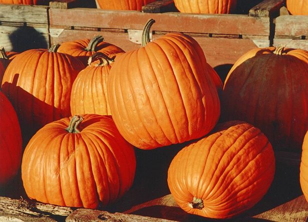 How to preserve a pumpkin
