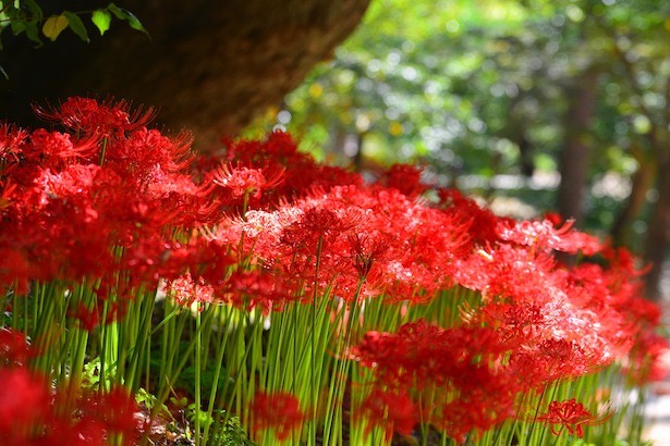 red spider lily flowers