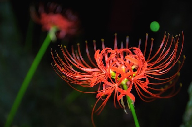 red spider lily close up