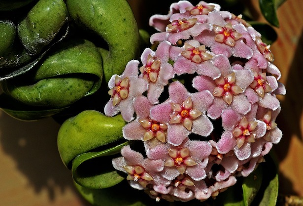 hindu-rope-plant-flowers