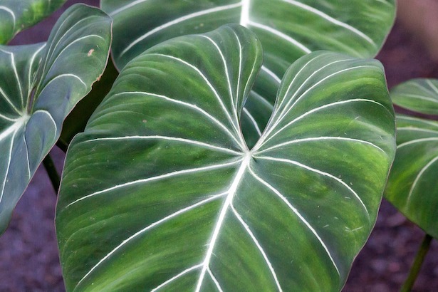 philodendron gloriosum leaf
