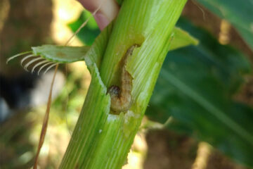 maize pests