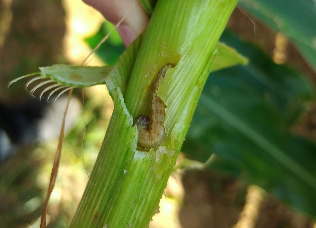 maize pests
