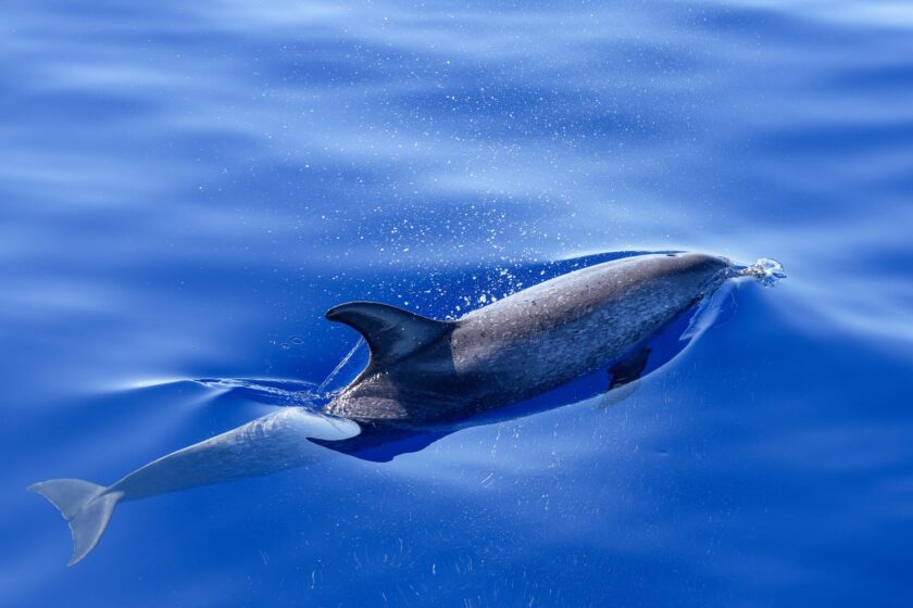 dolphin