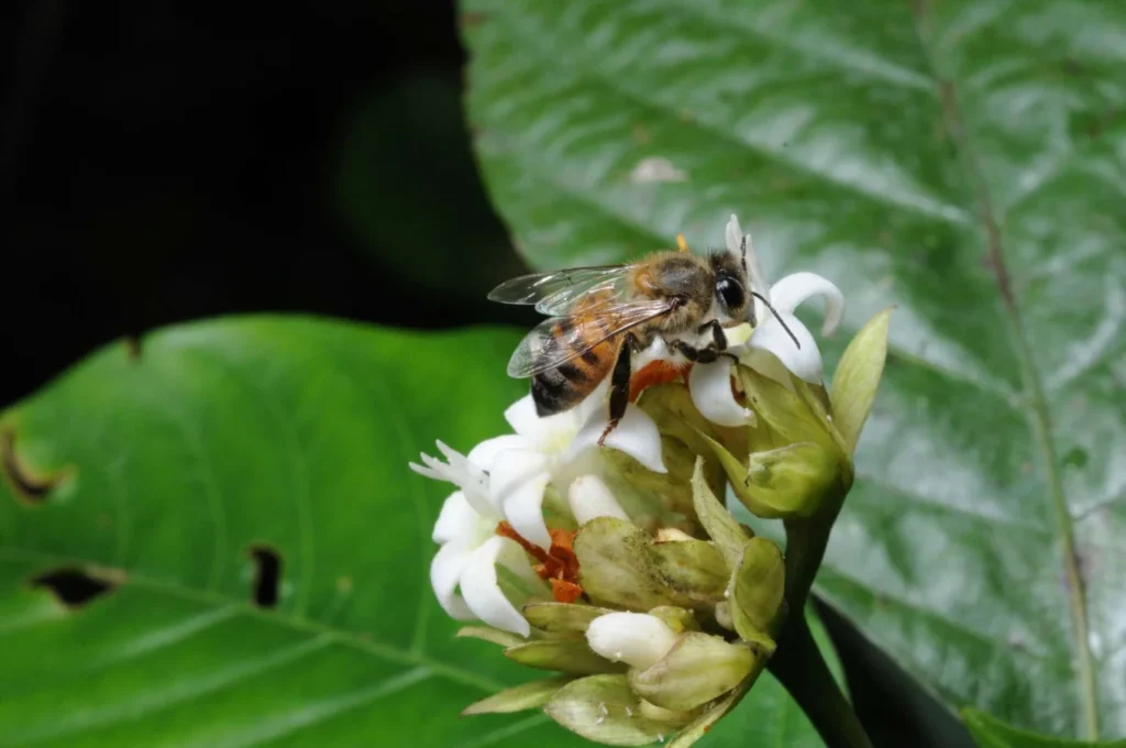bee on the flower